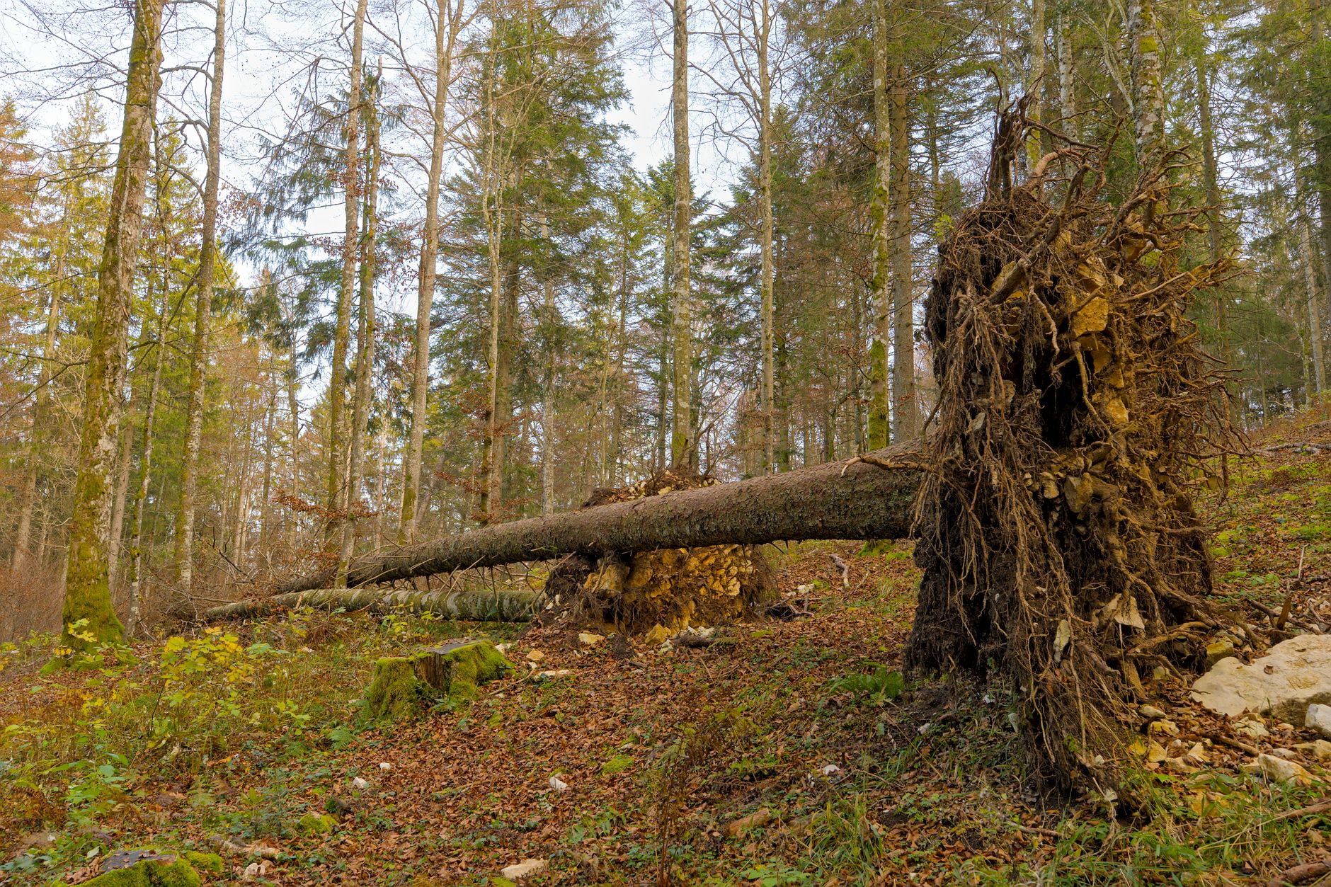 Enlèvement arbre urgence à Sarreguemines